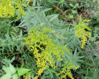 solidago odora 10-10a.jpg